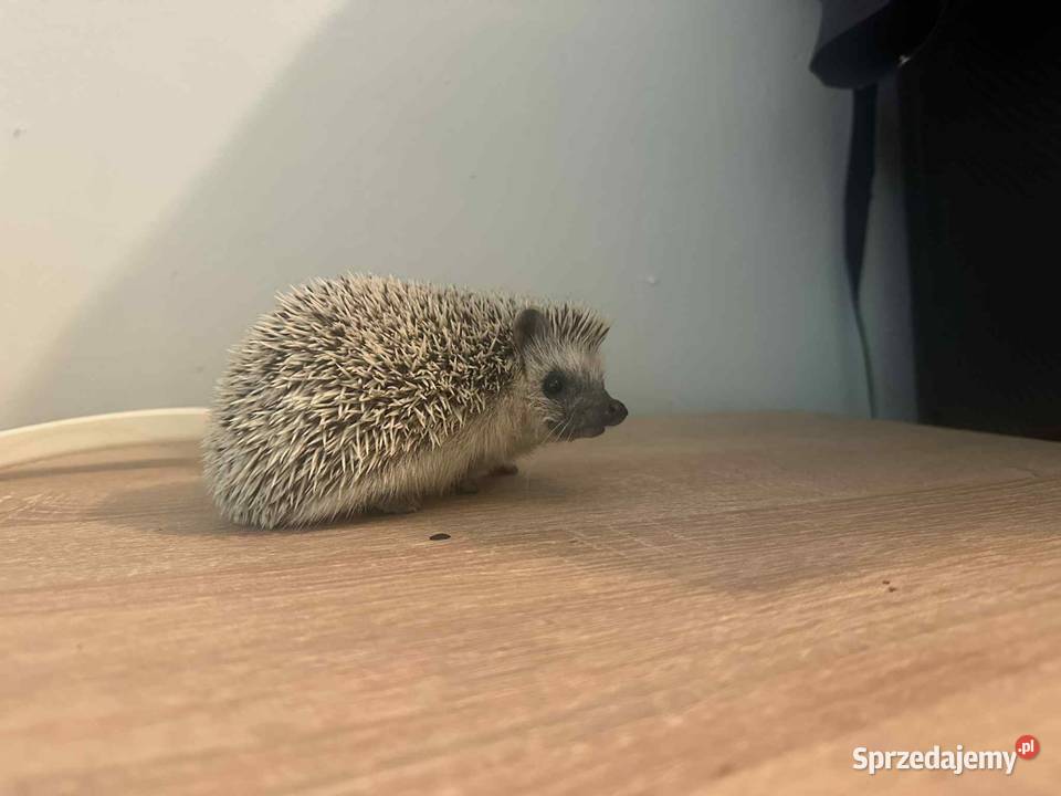 Jeż Pigmejski Gryzonie Mielec
