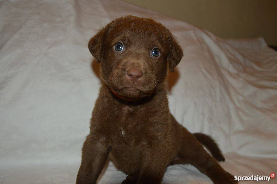 Chesapeake Bay Retriever Katowice