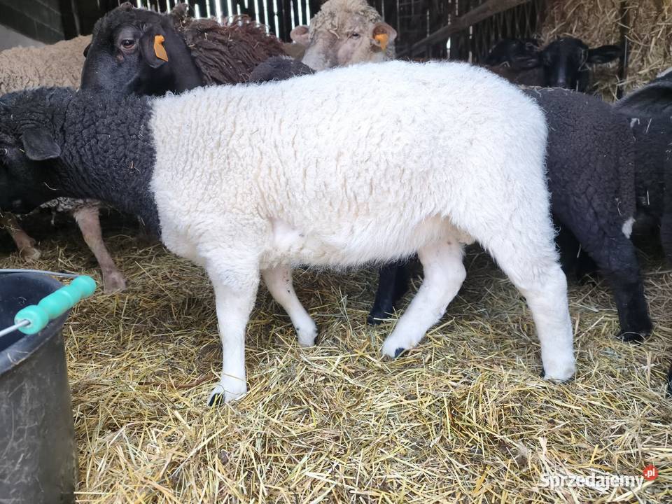 Sprzedam barana dopner Olszyna