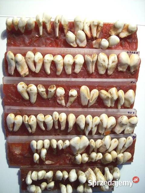 Grandle zwane też hakami 105 Wałcz sprzedam