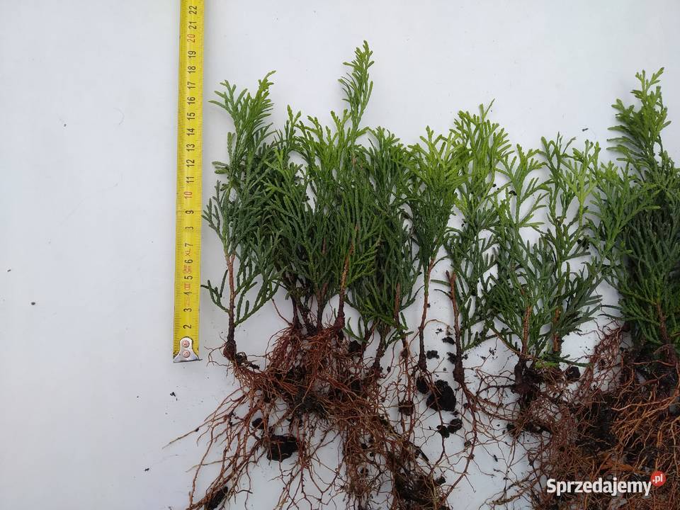 Tuja Smaragd około 15 sadzonka goły korzeń Rośliny Ogród Wawrzeńczyce