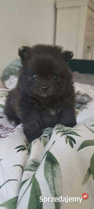 Szpic miniaturowy Pomeranian Suwałki