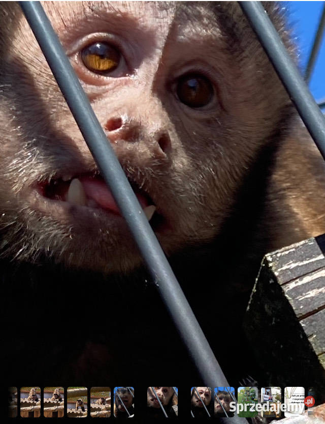 Kapucynka czubata kawaler szuka domu Pozostałe Kołobrzeg