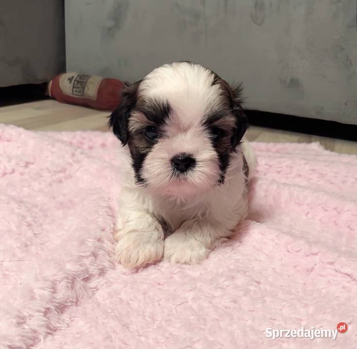 Shih Tzu samiec suka chłopczyk dziewczynka pomorskie Chojnice