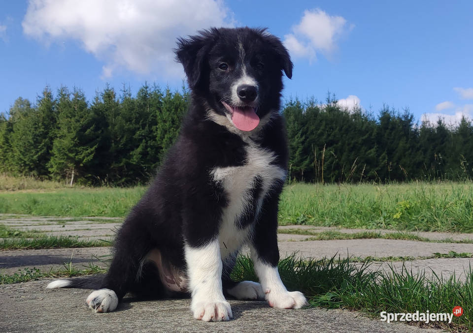 BORDER COLLIE czystej krwi z Hodowli Rasowy z Iwonicz
