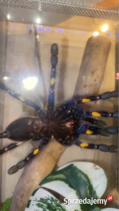 hodowla ptaszników małopolskie Kraków