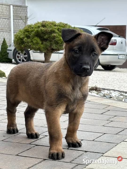 Owczarki belgijskie malarstwo Kielce sprzedam