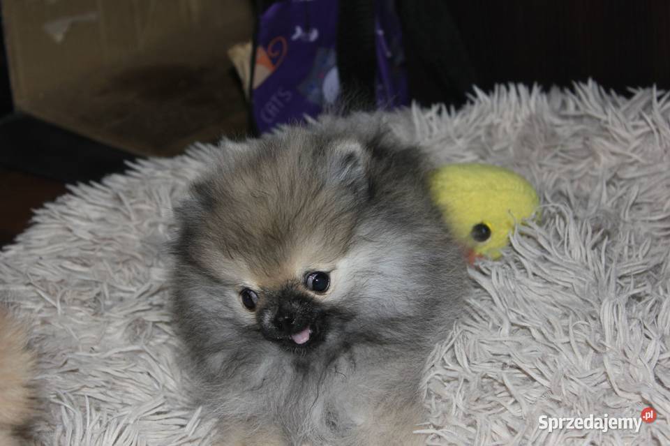 Szpic miniaturowy pomeranian opolskie Zdzieszowice