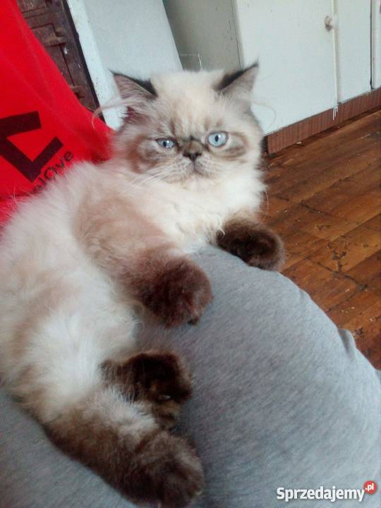 Sprzedam kocurka perskiego himalajskiego Szczecinek