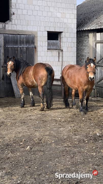 Sprzedam zrebice Waniewo