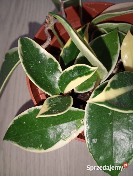 Hoya Carnosa Krimson Queen Częstochowa