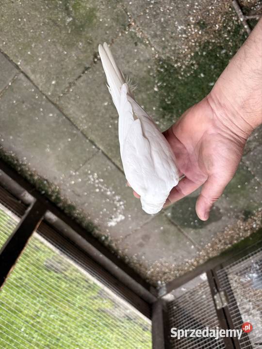 Papugi Mnichy Nizinne oswojone rk
