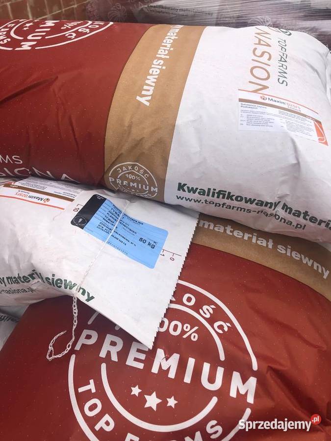 Pszenica jara Tybalt Quintus Dorium C1 świętokrzyskie Opatów