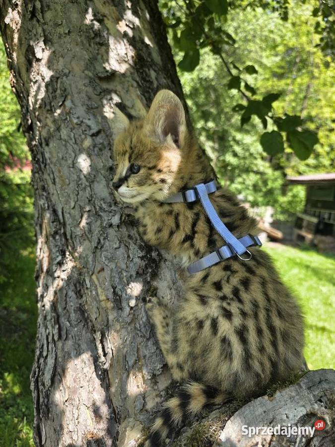 Serwal sawannowy serval afrykański ręcznie