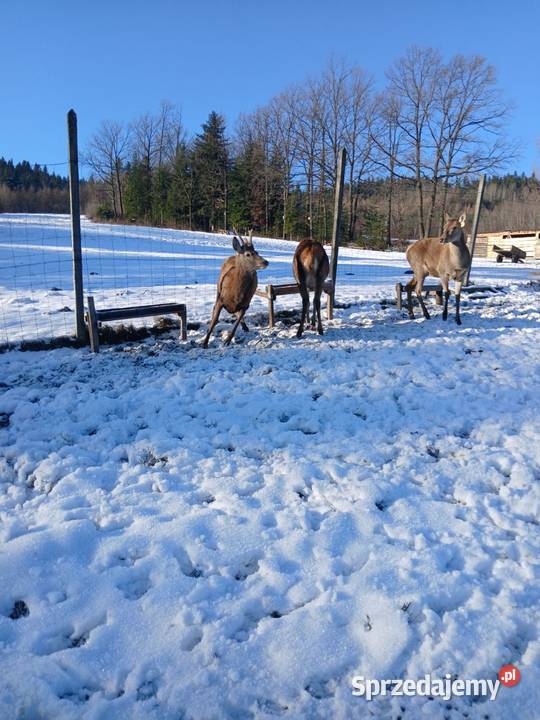 Sprzedam Jelenie karpackie Nowy Sącz