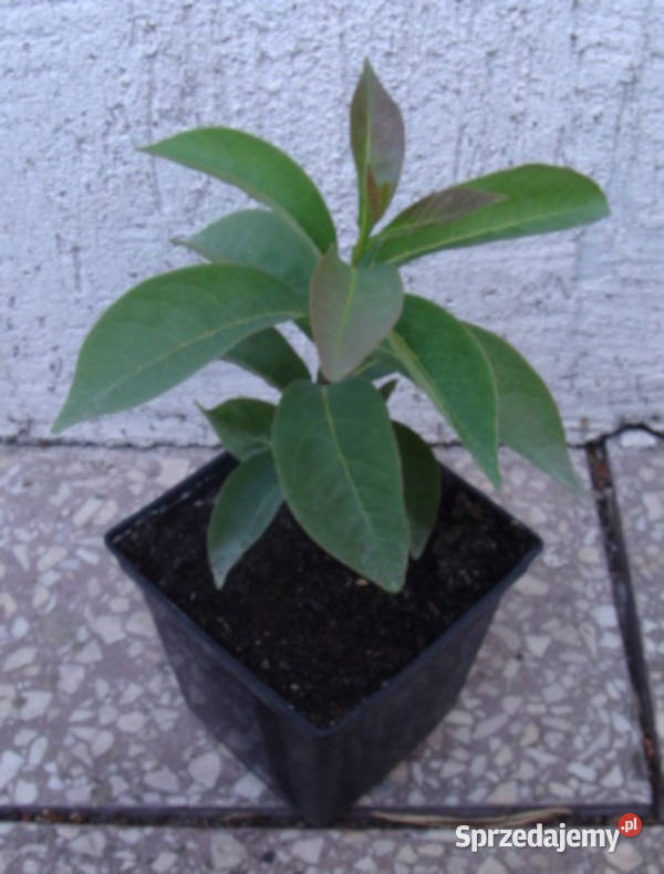 HURMA AMERYKAŃSKA KAKI Diospyros sadzonki w don Ustronie