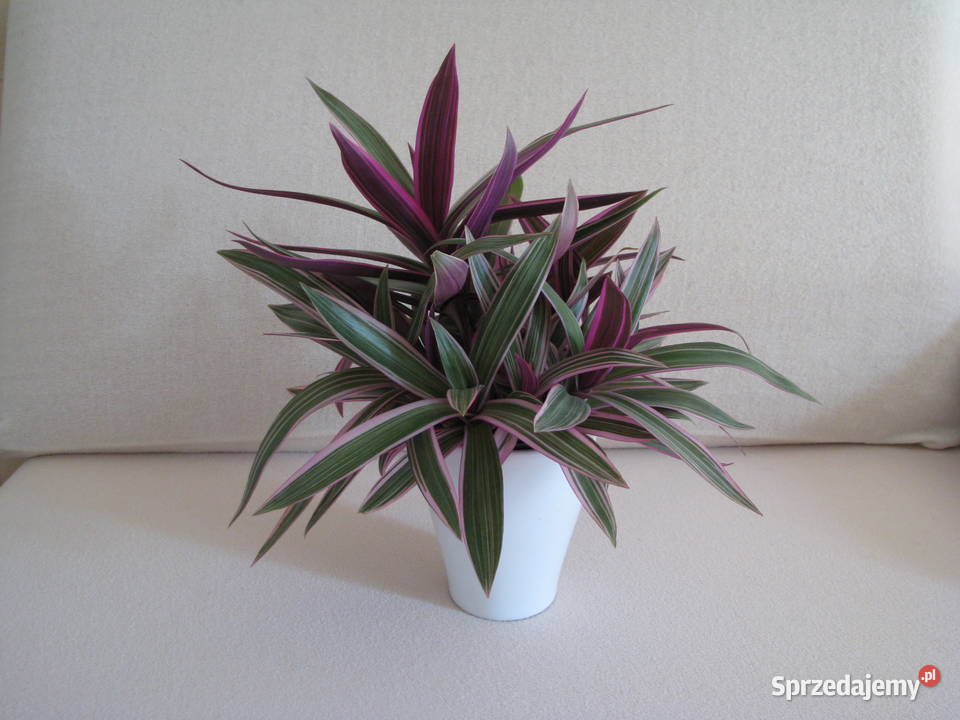 Reo meksykańskie trzykrotka tradeskancja piękna Brzegi