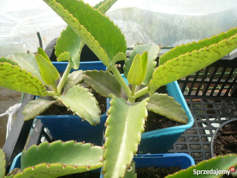 Żyworódka pierzasta lecznicza piękne rośliny eko Kołobrzeg