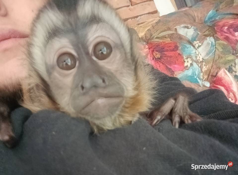 Małpka Kapucynka czubata dziewczynka Pozostałe Pruszcz Gdański