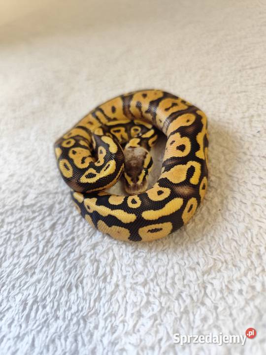 Samczyki Pastel poss Yb mazowieckie Pruszków