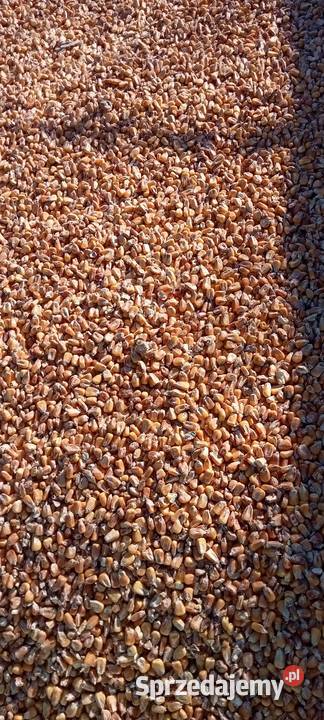 Kukurydza sucha zbiór 2025 Rzeszów