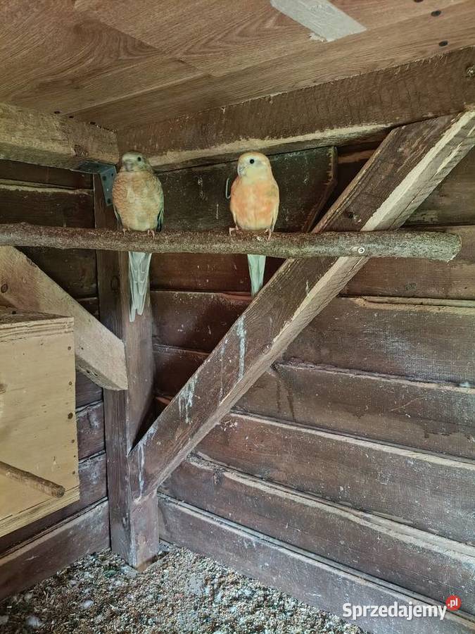 Para świergotek Lwówek