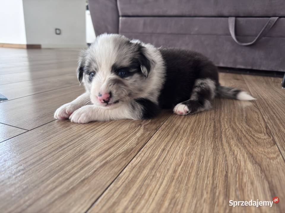 Piesek Border collie blue merle Kamień sprzedam