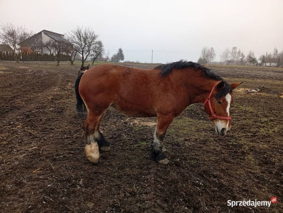 Sprzedam klacz Arden Szwedzki Dorohusk
