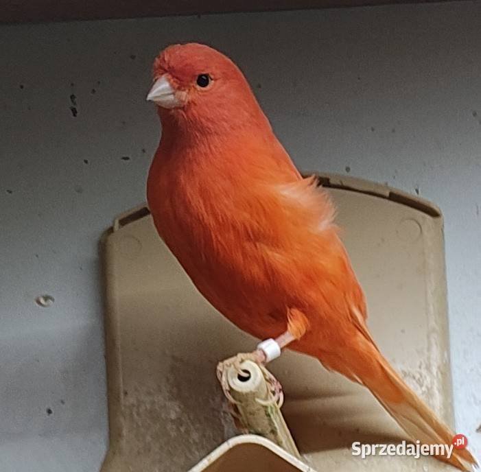 Kanarek kanarki samce czerwone
