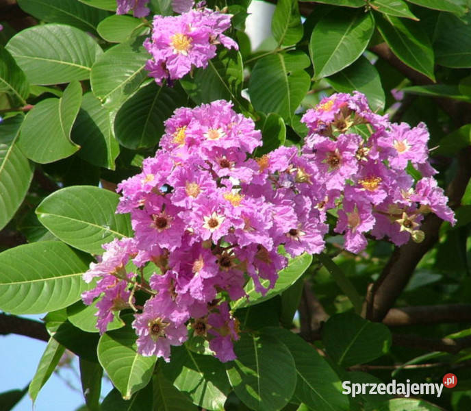 LAGERSTROEMIA WSPANIAŁA Lagerstroemia speciosa