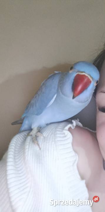 Aleksandrrtta obrożna Fiolet Tczew