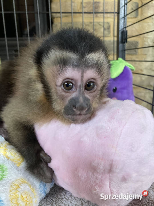 Małkpa kapucynka czubata Kołobrzeg sprzedam