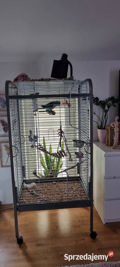 Papuga ręcznie karmiona mnicha nizinna