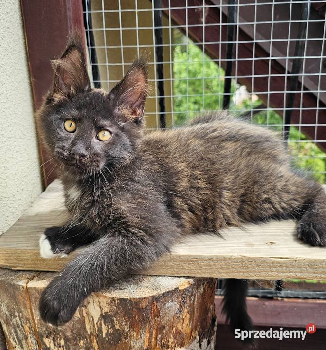 Towarzyski Maine Coon FPL Gdańsk