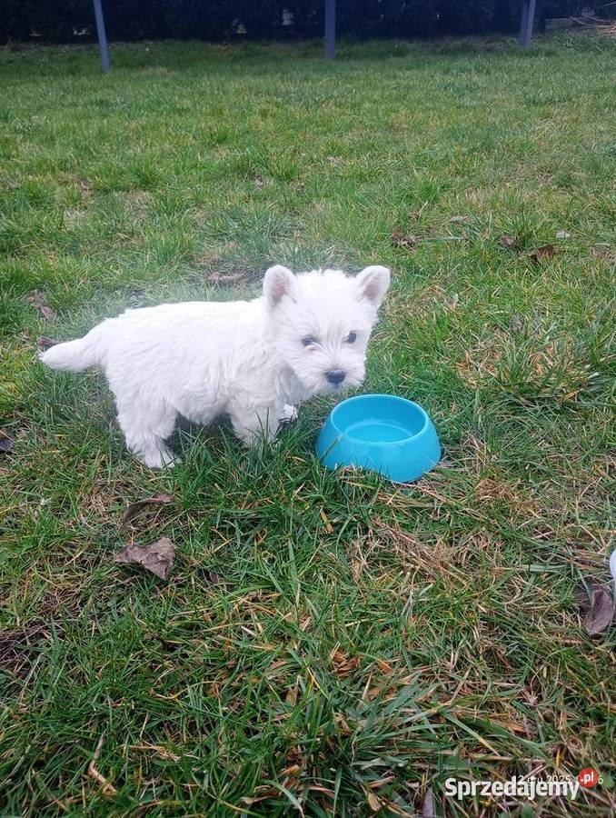 Szczeniaki West Highland White Terrier Rawa Mazowiecka sprzedam