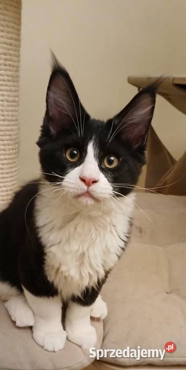 Maine Coon kocurki Warszawa