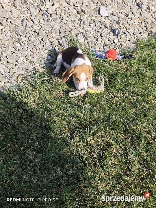 Śliczne Beagle gotowe do odbioru 3 szczepienia Poddębice