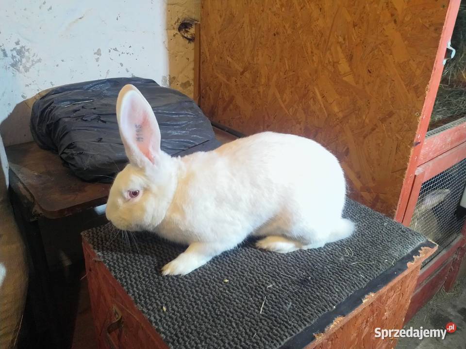 Króliki Termondzkie TB mięsne rodowód Zwierzęta Wołomin