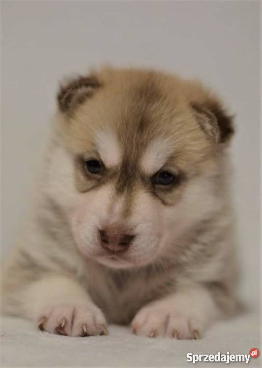 siberian husky rodowodowe szczenięta ZKwP FCI Inowrocław