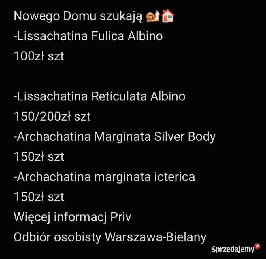 Ślimaki Afrykańskie różne odmiany Warszawa