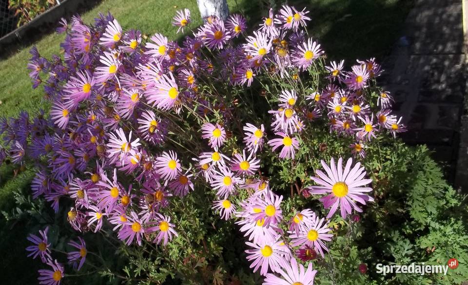 Marcinki jesienne kwiaty mrozoodporne łódzkie