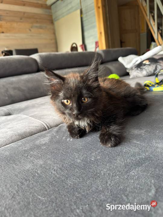 Kocięta Maine coon Pruszcz Gdański