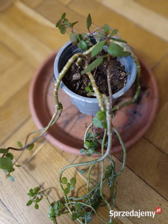 Kwiaty różne odmiany Ogród pomorskie Gdańsk