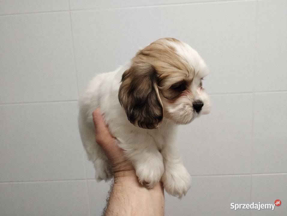 Schweenie Jamnik Shihtzu Żychlin