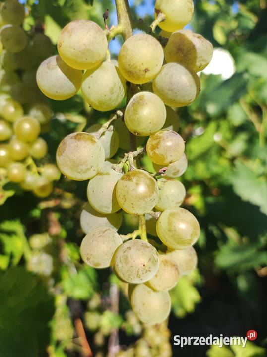 Winogrona na wino i soki sadzonki winorośli Toruń