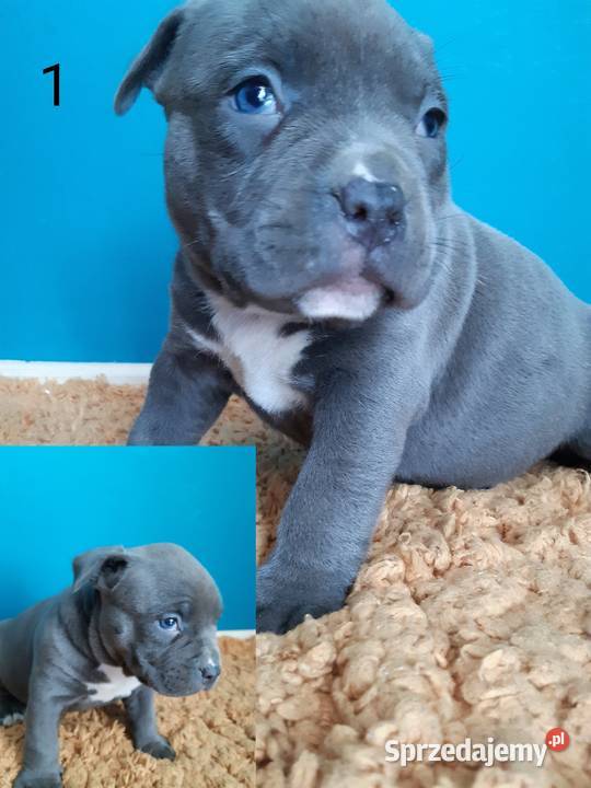 American staffordshire terrier amstaff niebieski Leszno