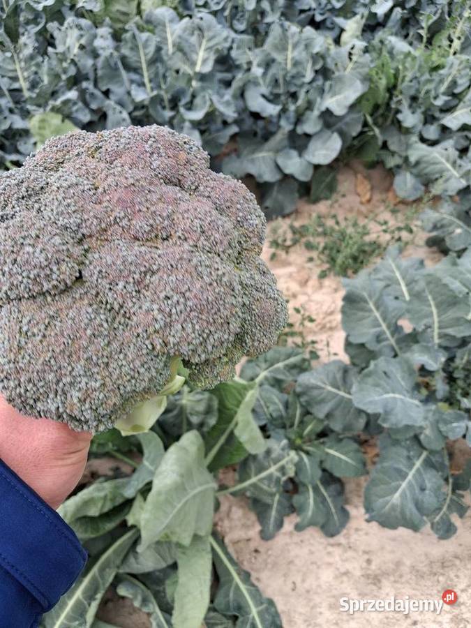 Brokuły ekologiczne BIO lubelskie Księżpol