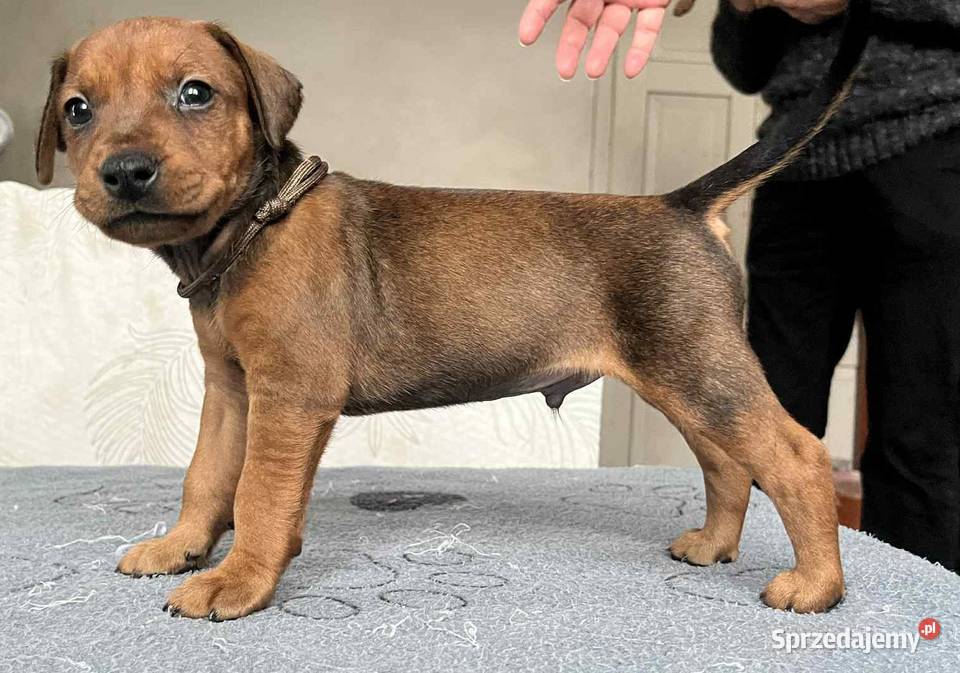 Pinczer średni szczenięta rodowodowe