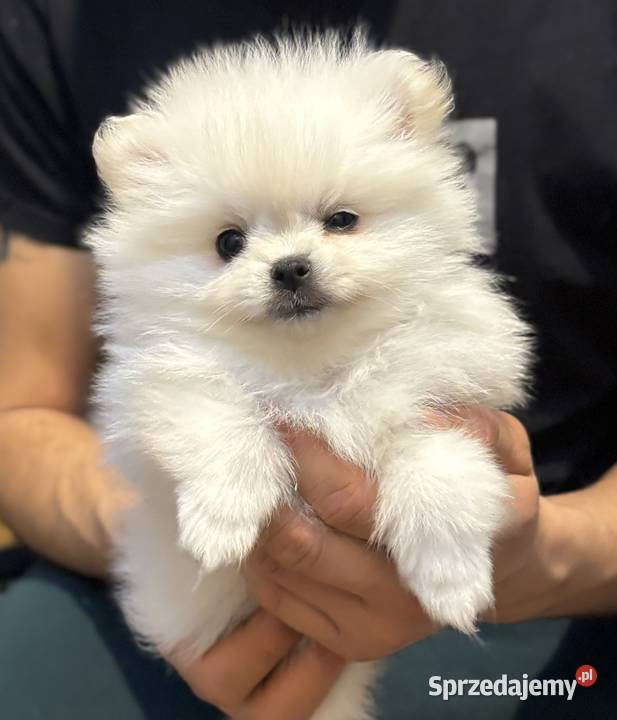 Szpic miniaturowy pomeranian Płońsk