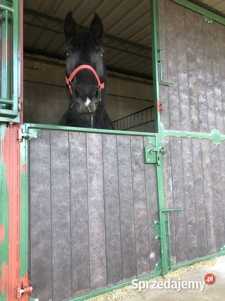 Podpory do winogron sadów upraw sprzedam